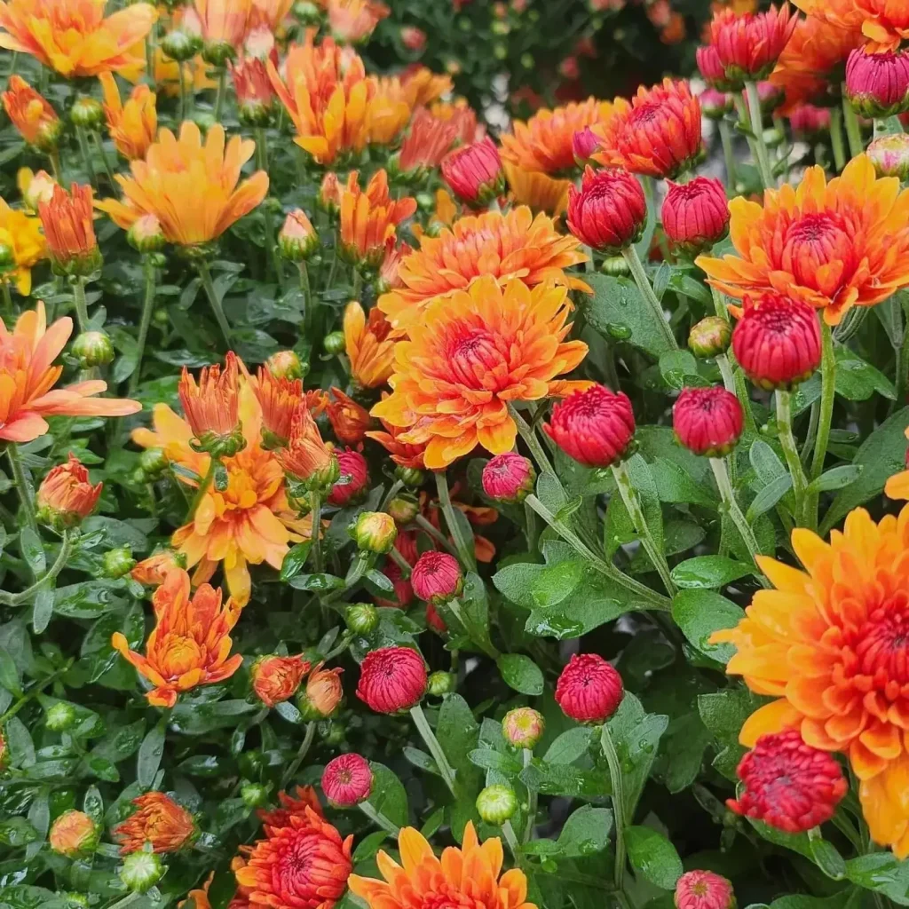 Orange and red garden mums in bloom at Broadway Gardens